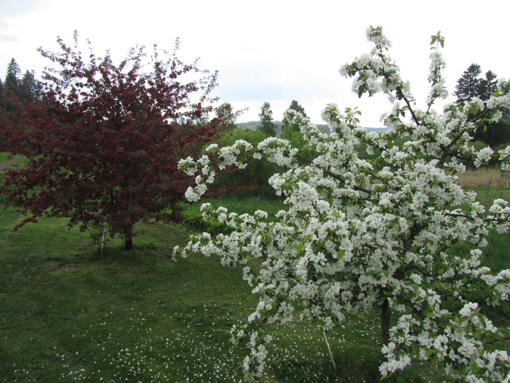 Ferrarianpuiston omenapuut kukassa